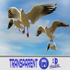 100 SEAGULL TRANSPARENT PNG PHOTOSHOP OVERLAYS, ISOLATED ANIMALS PNG FILES BIRDS
