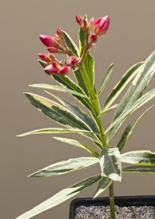 Nerium oleander 'variegata' Semi hardy garden shrub
