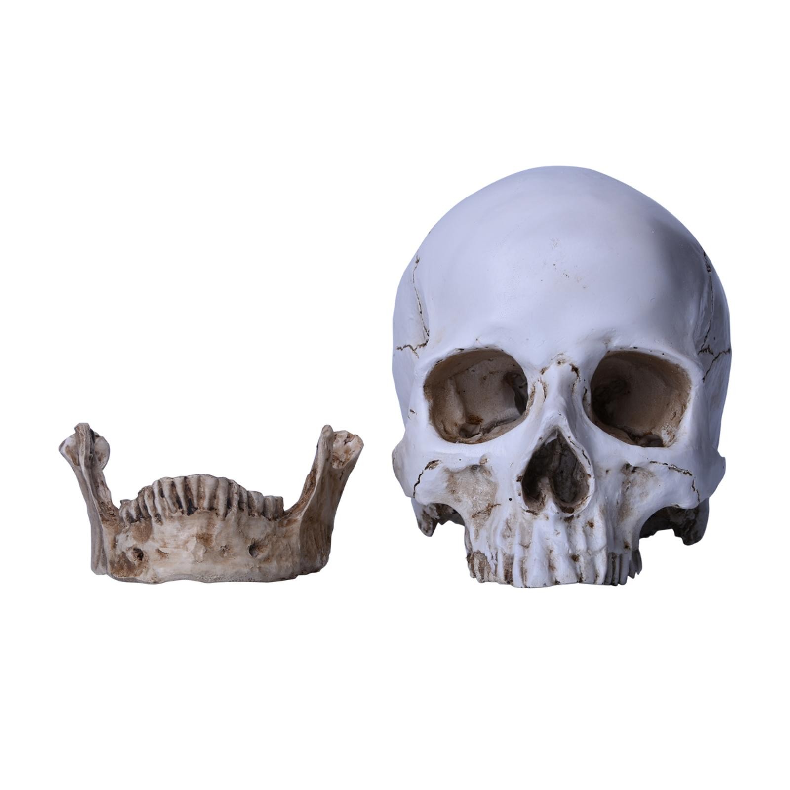 Lifesize Realistic Human Skull Replica Resin Model Anatomical Halloween Decor