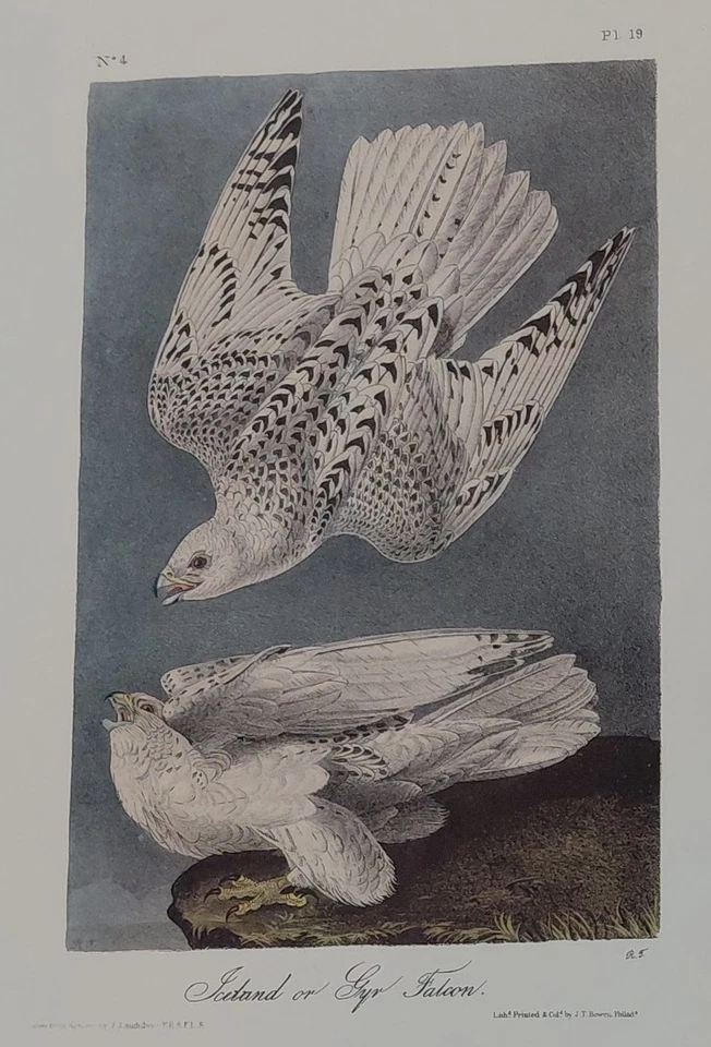 2 Audubon Birds Octavo 1ª Ed. Falcón peregrino Pl 20 y Gyr Falcon Pl 19 impresiones Foto 3 de 4