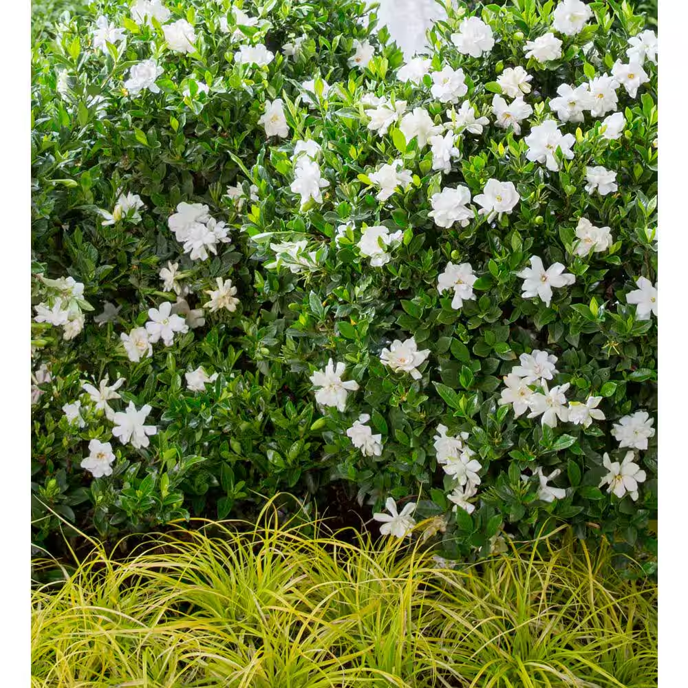 ガーデニア 白い花 苔付き Live Gardenia with White Fragrant Blooms 2.5 qt Evergreen Shrub