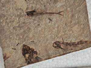 exquisite wolf finned fish fossils from the Late Jurassic A001