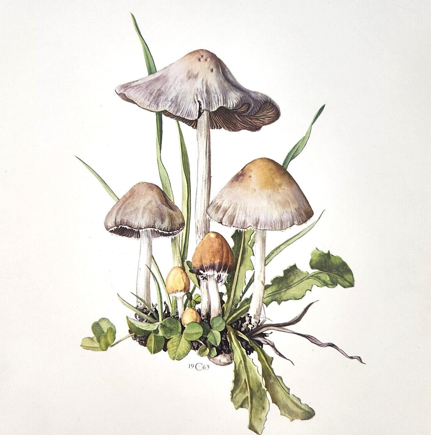 Mushroom Fungus Litho Art Print Vintage 1972 Tiny Pale Brittlestem