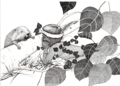 Cherokee Artist Francis M Fite Greeting Card Two Little Beavers boy and beaver