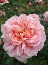 AUSap English Live Rose Live Plant Own- Root 6" Deep Pot