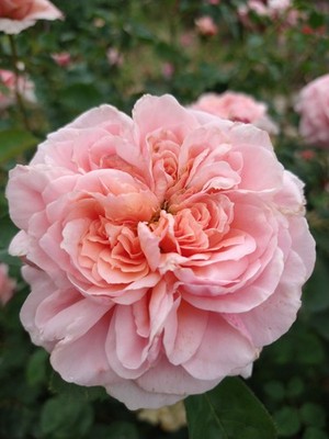 AUSap English Live Rose Live Plant Own- Root 6'' Deep Pot