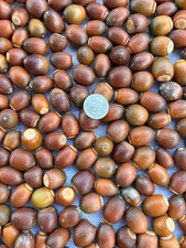 22 pounds Sawtooth Oak Acorns from 2025 drop - for crafts, planting, wildlife