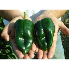 ANCHO GRANDE, 25 semi peperoncino + OMAGGIO