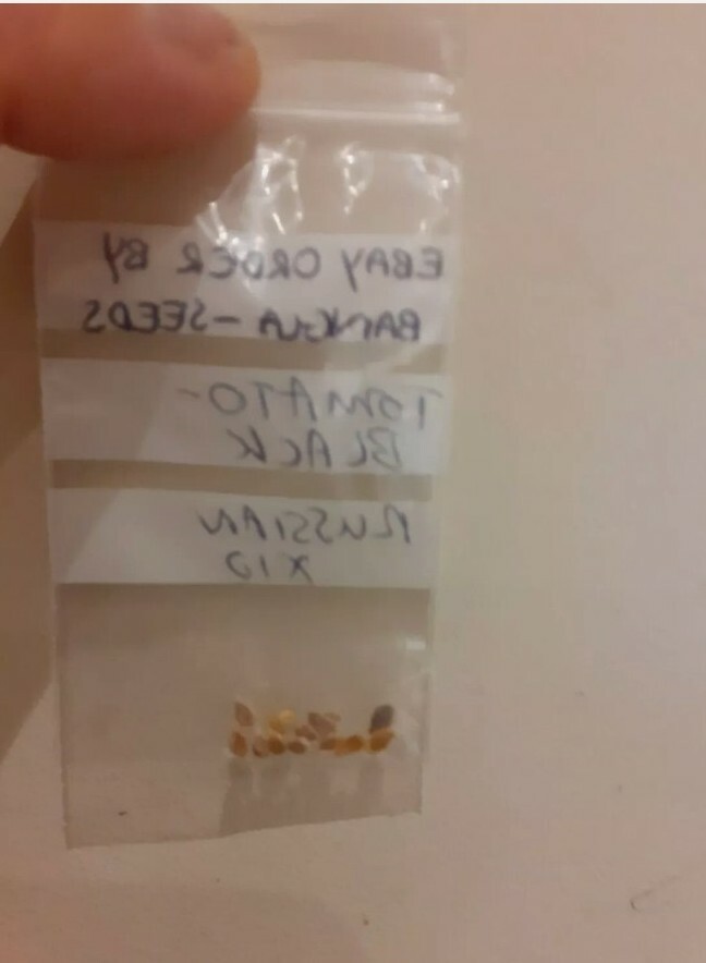 Tomato Red Brandywine Beefsteak Heirloom basis for Brandy Boy variant