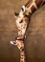 Puzzle (500 T.) Kuss Der Giraffenmutter (Eurographics) Neu/Ovp