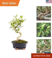 Beginner Friendly Golden Gate Ficus Bonsai Tree in Stunning Ceramic Pot - 5-8 In