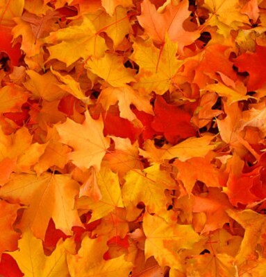 Real Maple Leaves PRESSED DRIED Art Craft Decor Display Framing 2 Gallon Bags