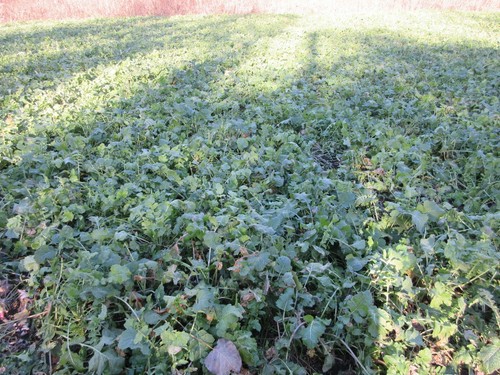 3Lbs SUGAR BEET Seed For Deer Food Plot Plants 1/2 Acre High Protein Food Source - Picture 5 of 6