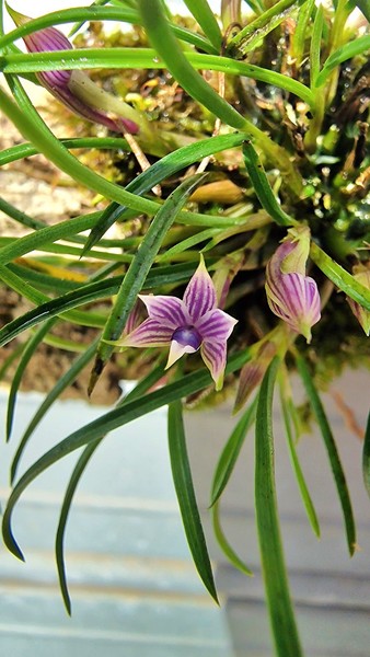 Dendrobium Cyanocentrum With Buds