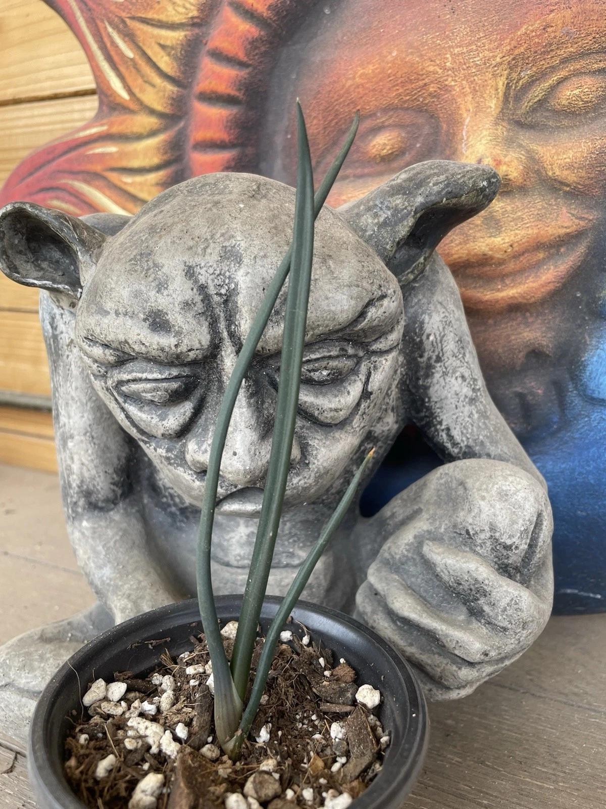 ALOE TONGAENSIS (Aloidendron) - rare MEDUSA tree seed grown -- !!
Opens in a new window or tab