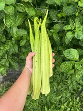 Louisiana 16 Inch Okra Seeds 