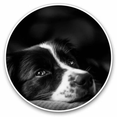 DESTINATION VINYL LTD 2 x Vinyl Stickers 10cm - Border Collie Sheep Dog Pets Animals Cool Gift #8639