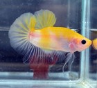 Foto 6 di 8
