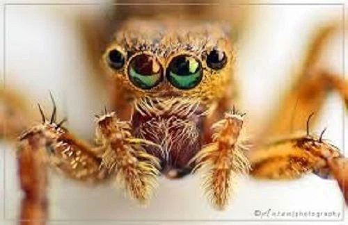 Raynox DCR-250 SUPER MACRO LENS 52-67 to X-S1 NIKON P900 D7200 D7300 D7500 D7600 - Bild 8 von 12