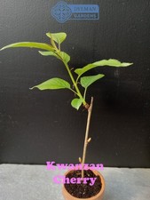 Kwanzan Cherry Tree (Prunus serrulata 'Kwanzan') Ornamental - Multiple Sizes