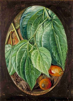 Marianne Nordlaub von Betel Pfeffer Arecanüsse A3 Druck