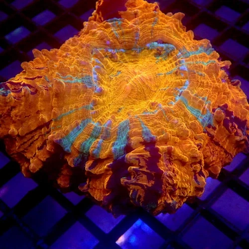 Orange & Blue Stripes Acanthophyllia Meat Coral WYSIWYG - Indigo Corals -IC 3734