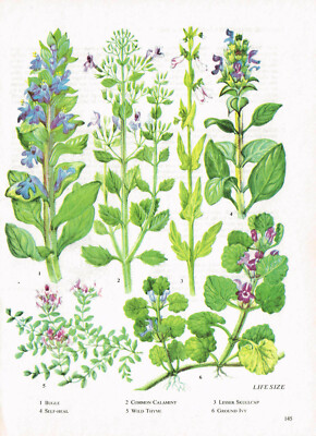Bugle Calamint Schädelkappe Wild Thymian Boden Efeu Vintage Bild 1980 BOWF #145