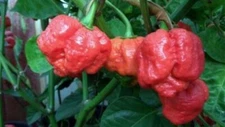 15 Seeds Trinidad Moruga Scorpion Worlds Hottest! World Record! Fresh 2025 !Hot!