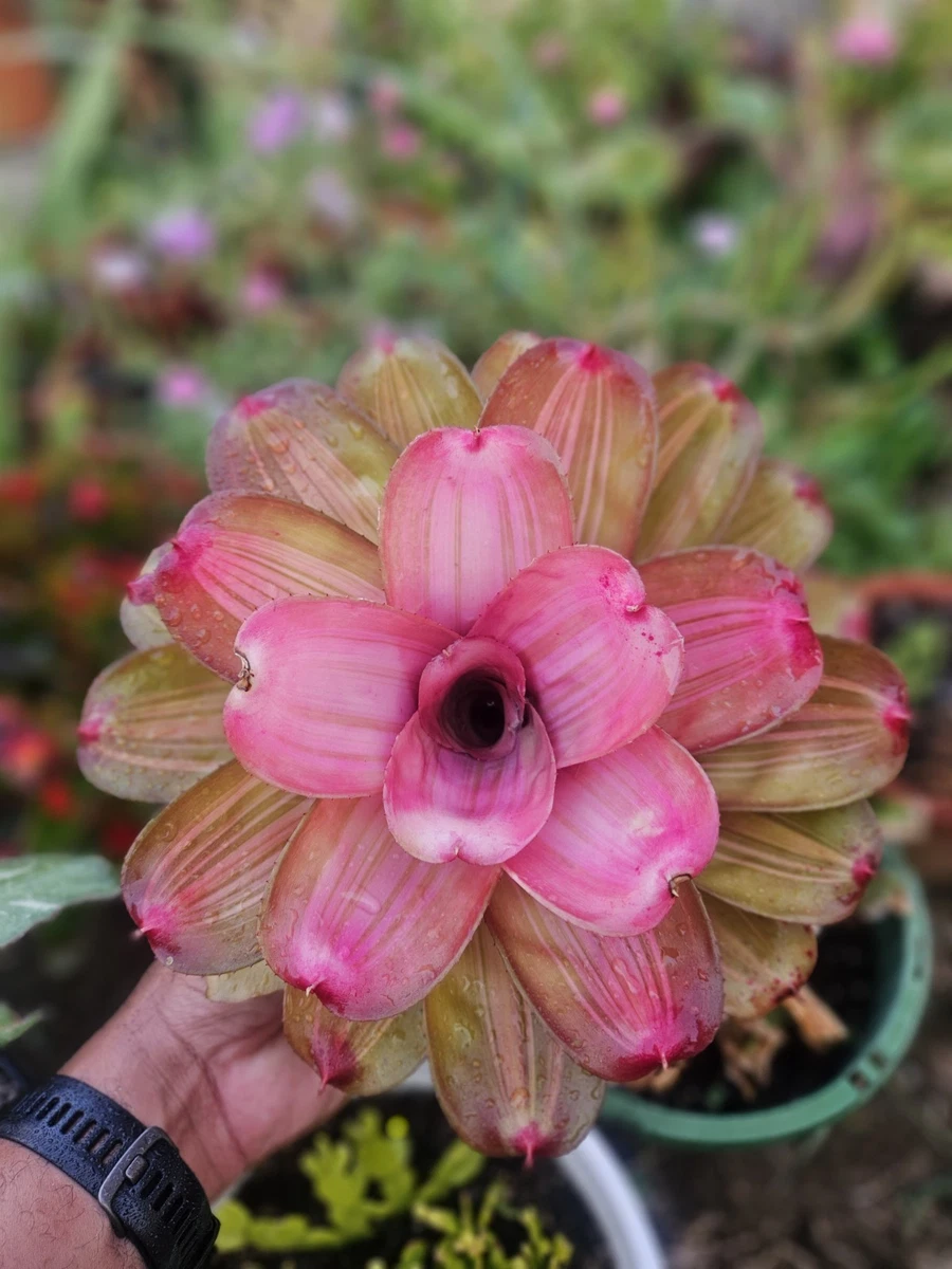 Bromeliad Neoregelia Cactis&Succulents for sale | eBay
