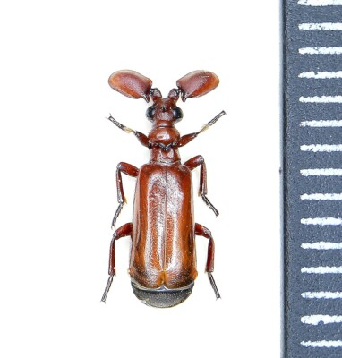 Carabidae, Paussinae, Paussus cephalotes Raffray, 1886, Saudi