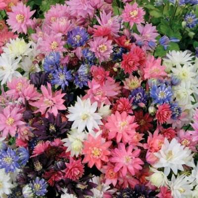 Tall Double Mix Columbine Seeds~ Flower ~ Perennial Flowers ~ Blooms ~ Grow Your