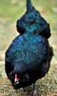 24 NPIP AI CLEAN BLACK AMERAUCANA CHICKEN HATCHING EGGS SHOW QUALITY GRADE A++ — photo 2