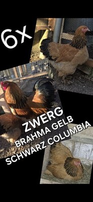 ZWERG BRAHMA GELB SCHWARZ COLUMBIA Bruteiern AUSSTELLUNGS QUALITÄT