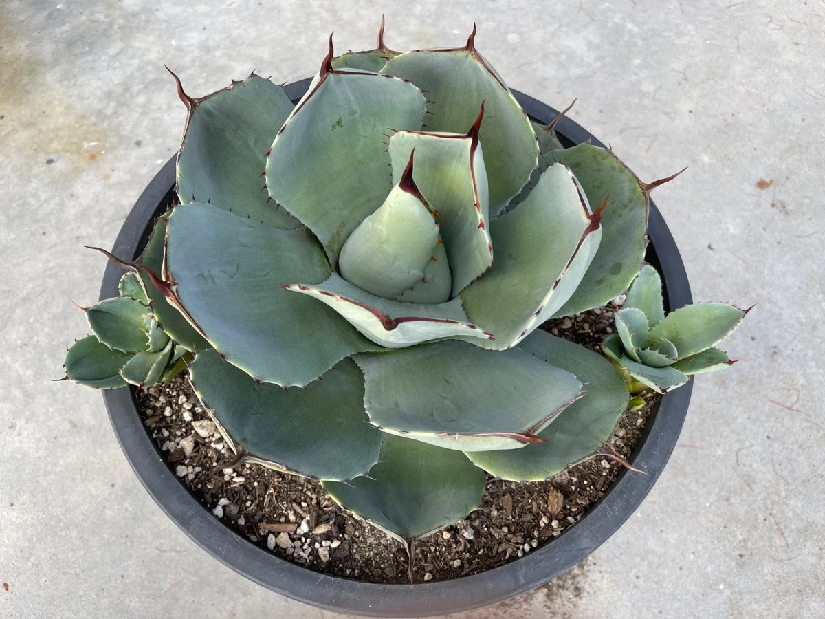 Agave Parryi for sale | eBay