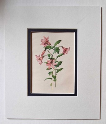 GROVE Lilium Rubellum, 1943 Vintage Lily Flower Print Reproduction