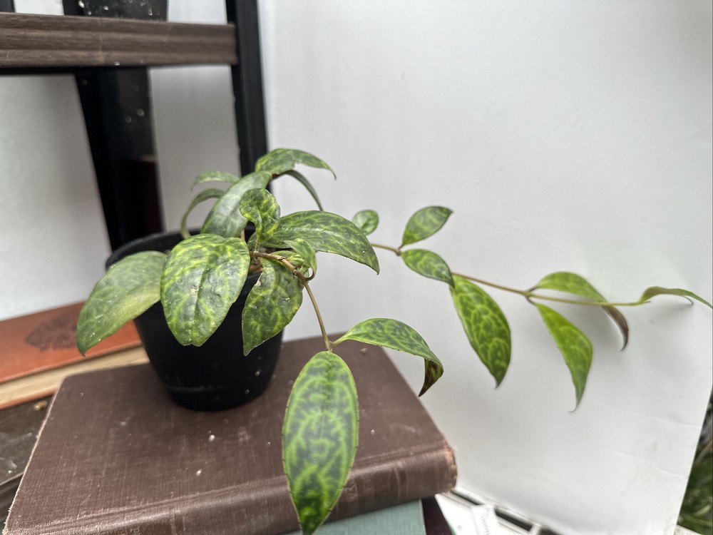 Black Pagoda lipstick plant 4” Hanging Basket- Exact live Plant
