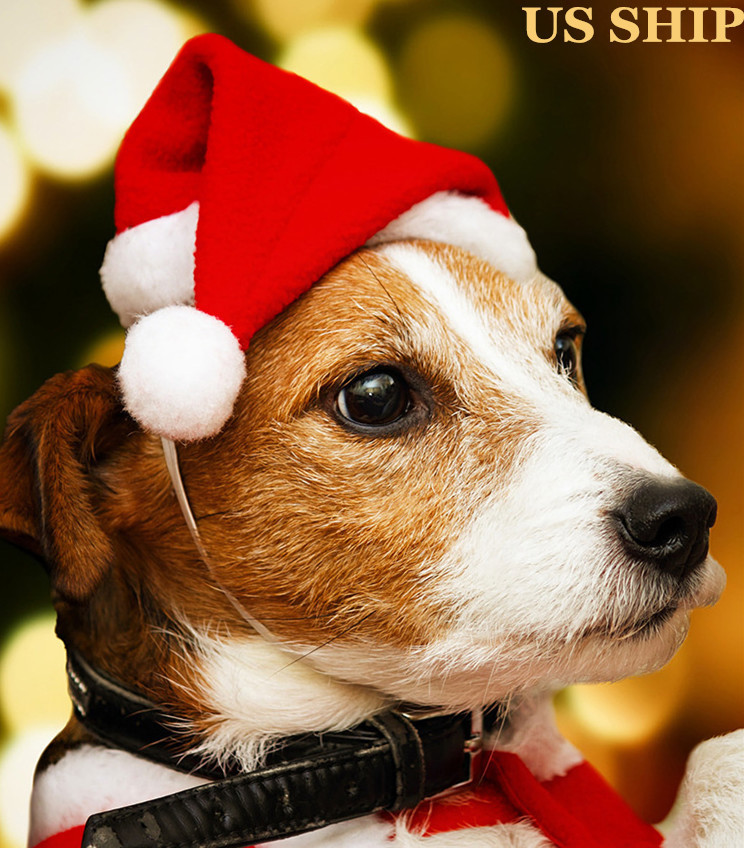 puppy christmas hat