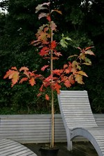 Amerikanische Roteiche Quercus rubra  150-200 cm Heister im 7,5 Liter Container