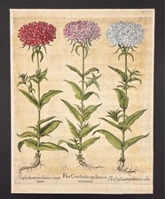 Flos Constantinopolitanus miniatus - Flos Constantinopolitanus incarnatus - Flos