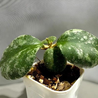 Hoya Waymaniae Splash Jungle Plant