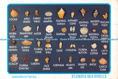 D105495 Florida Muscheln. Schätze des Meeres. Seminolen Souvenirs. D. Stanfie