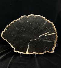 Gorgeous Full Bark Oak Petrified Wood Slab, Miocene, Flemming Formation, TX&mdash;11&rdquo;