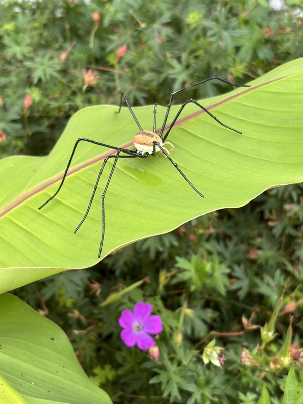 Handmade Hand painted 4.5" Daddy Long Legs Harvestman Spider Figurine Replica