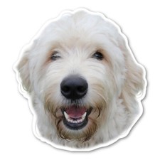 Labradoodle Magnet