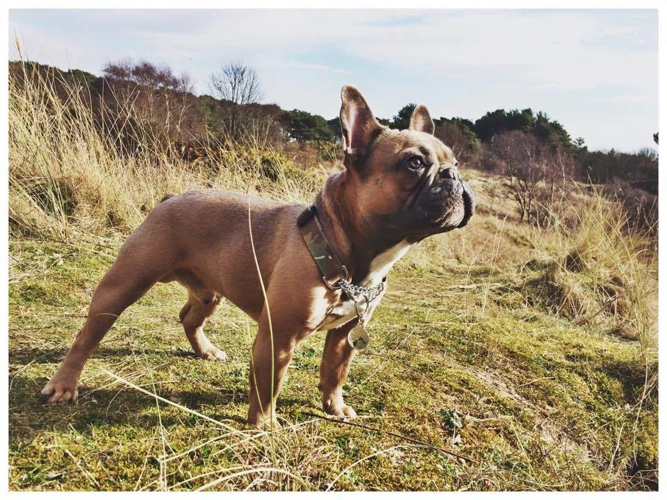 Combinaison dressage chien sales