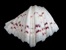 Genuine Bear Paw Hippopus Clam 6.5" x 5.5" Seashell Excellent Condition