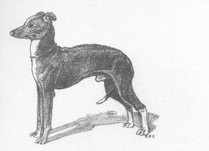 Italian Greyhound - CUSTOM MATTED - 1962 Vintage Dog Art Print - Cook