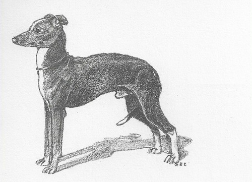 Italian Greyhound - CUSTOM MATTED - 1962 Vintage Dog Art Print - Cook