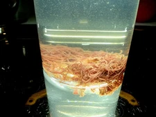 California Blackworm Starter Culture 