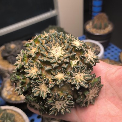 6-8cm Succulent plant with multiple heads (rootless)
